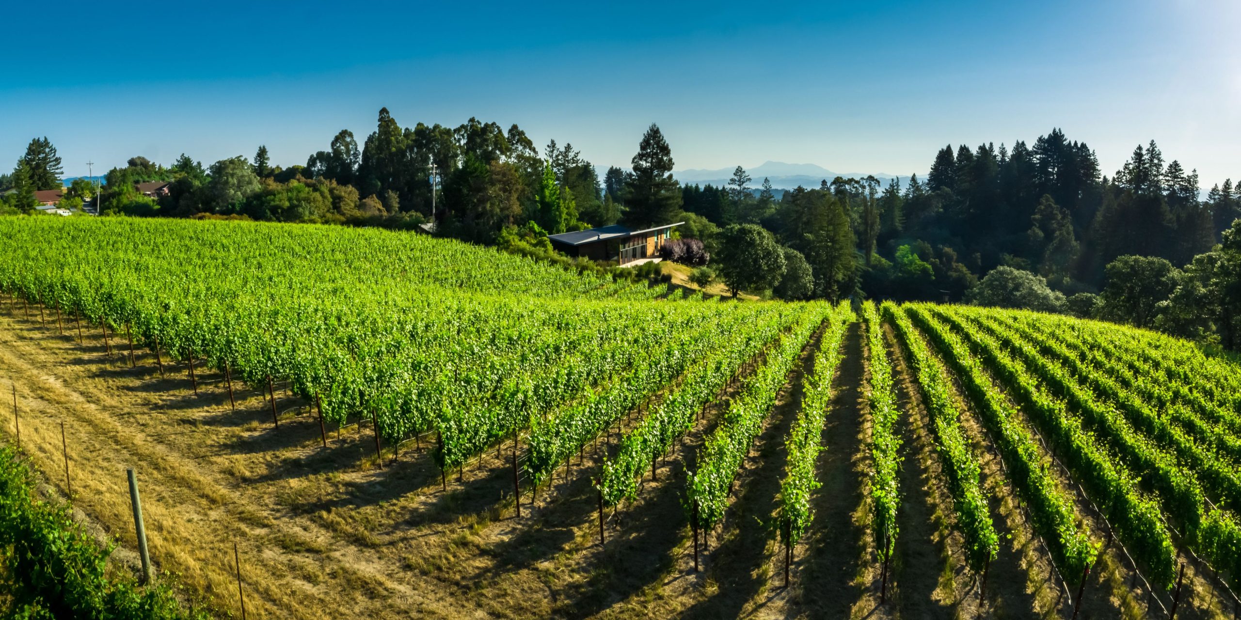 Aerial shot of Vineyards in Sonoma County